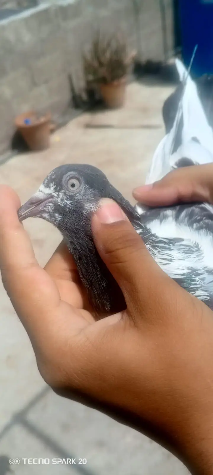 top breeder pair of salata ,teady ,35wala ,golden pair price 5500 — photo 3