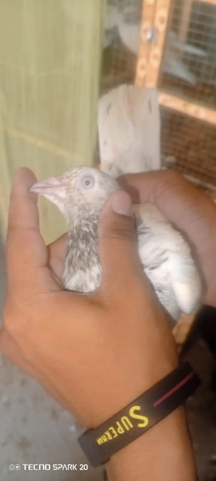 top breeder pair of salata ,teady ,35wala ,golden pair price 5500 — photo 10
