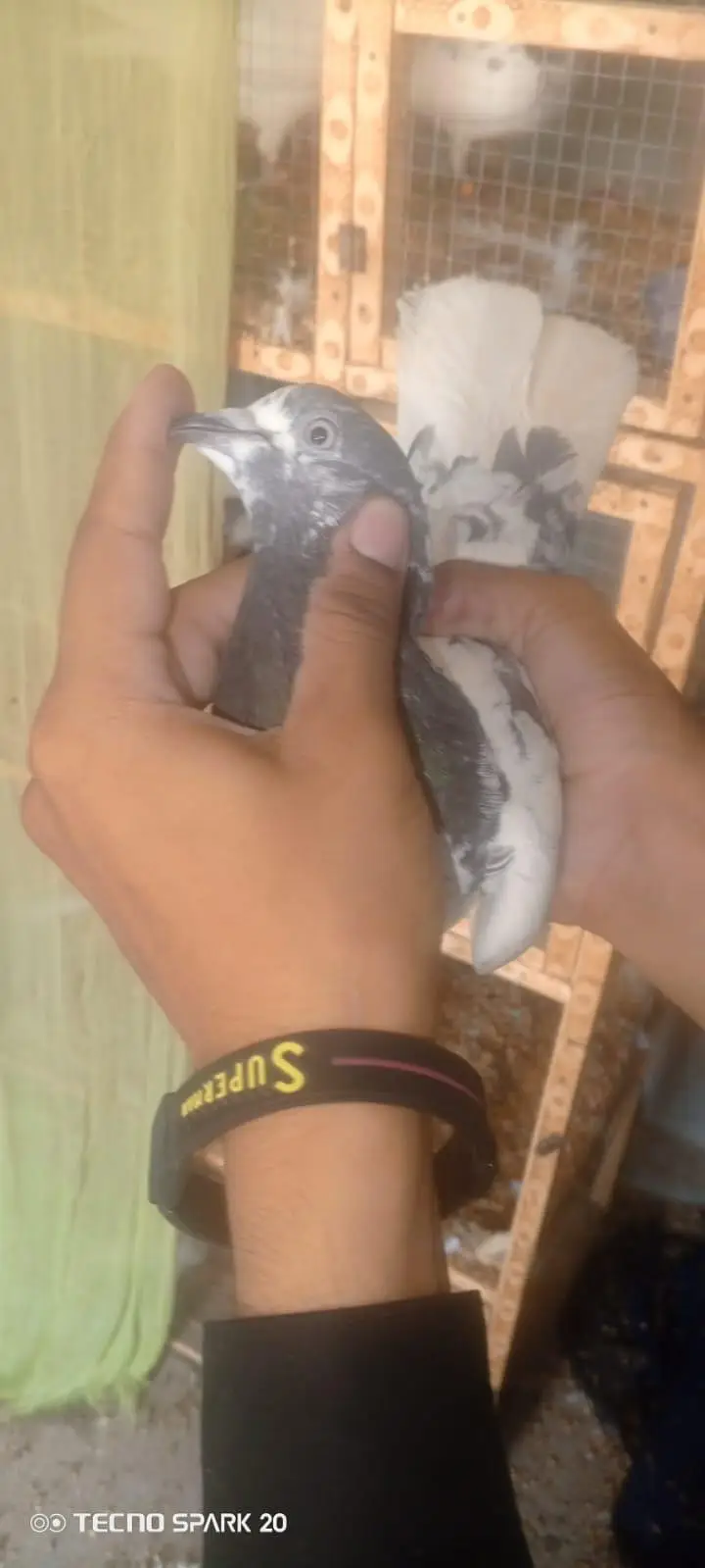 top breeder pair of salata ,teady ,35wala ,golden pair price 5500 — photo 11