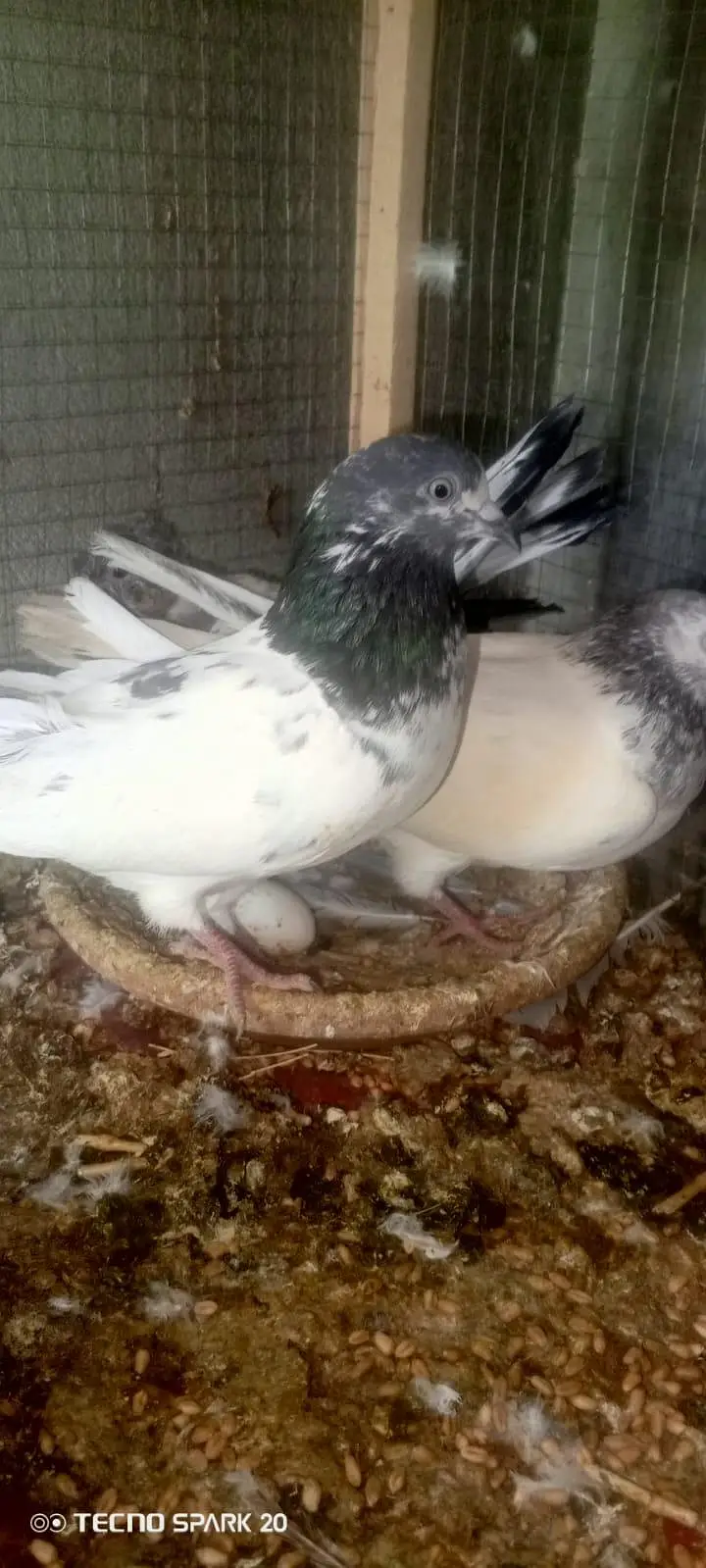 top breeder pair of salata ,teady ,35wala ,golden pair price 5500 — photo 12