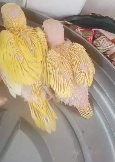 Yellow ringneck babys 03156376925