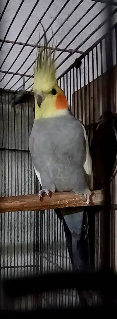 top quality exhibition cocktail male