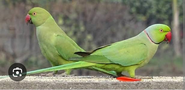 Rignack talking male parrot