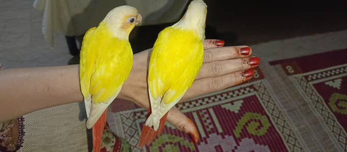 Suncheek Conure  hand tame fly tame pair
