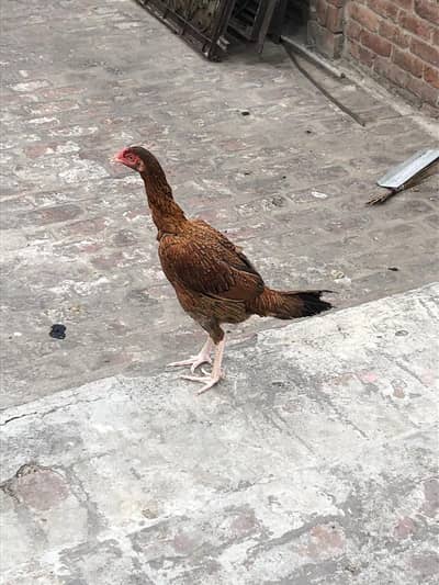 3 Aseel Female for Sale