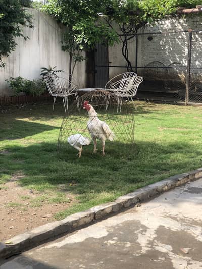 Heera breeder male