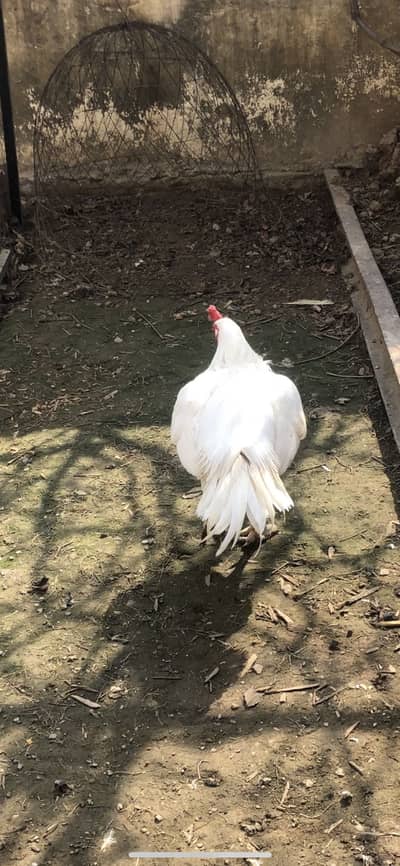 Heera breeder male