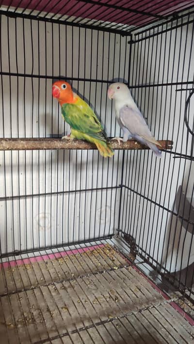 Love birds pairs