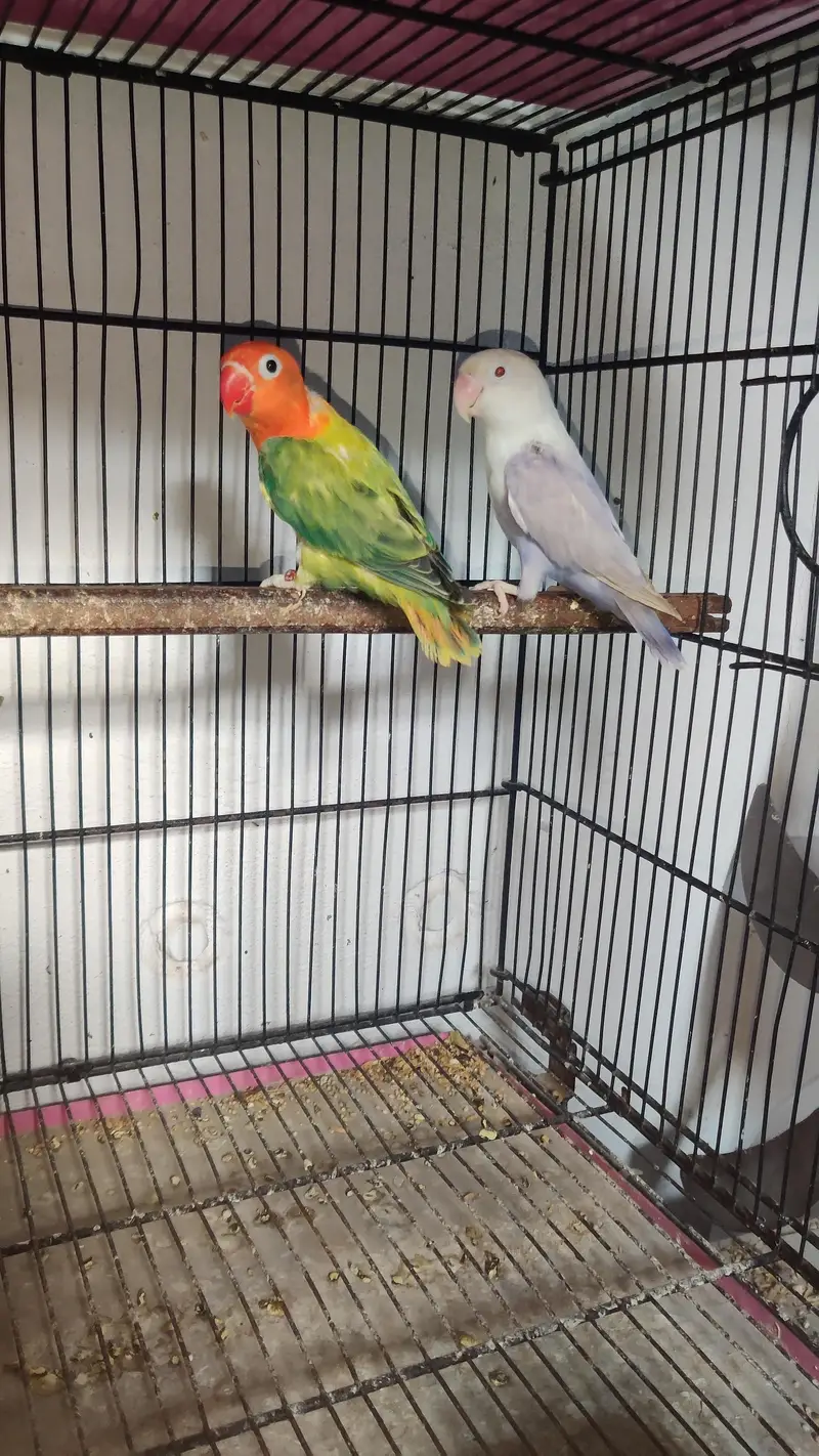 Love birds pairs