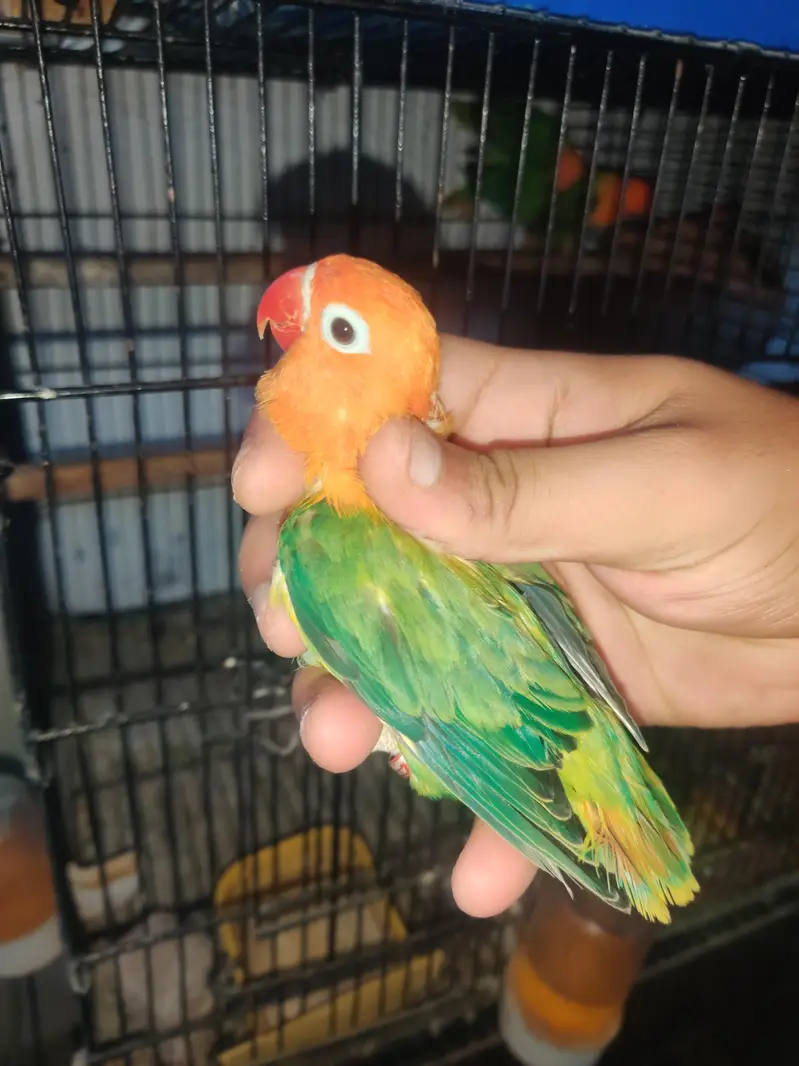 Love birds pairs — photo 3
