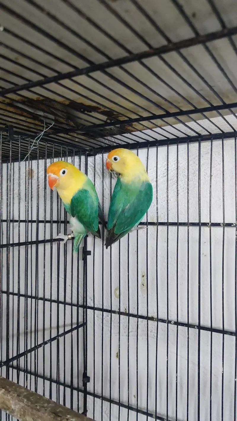 Love birds pairs — photo 4