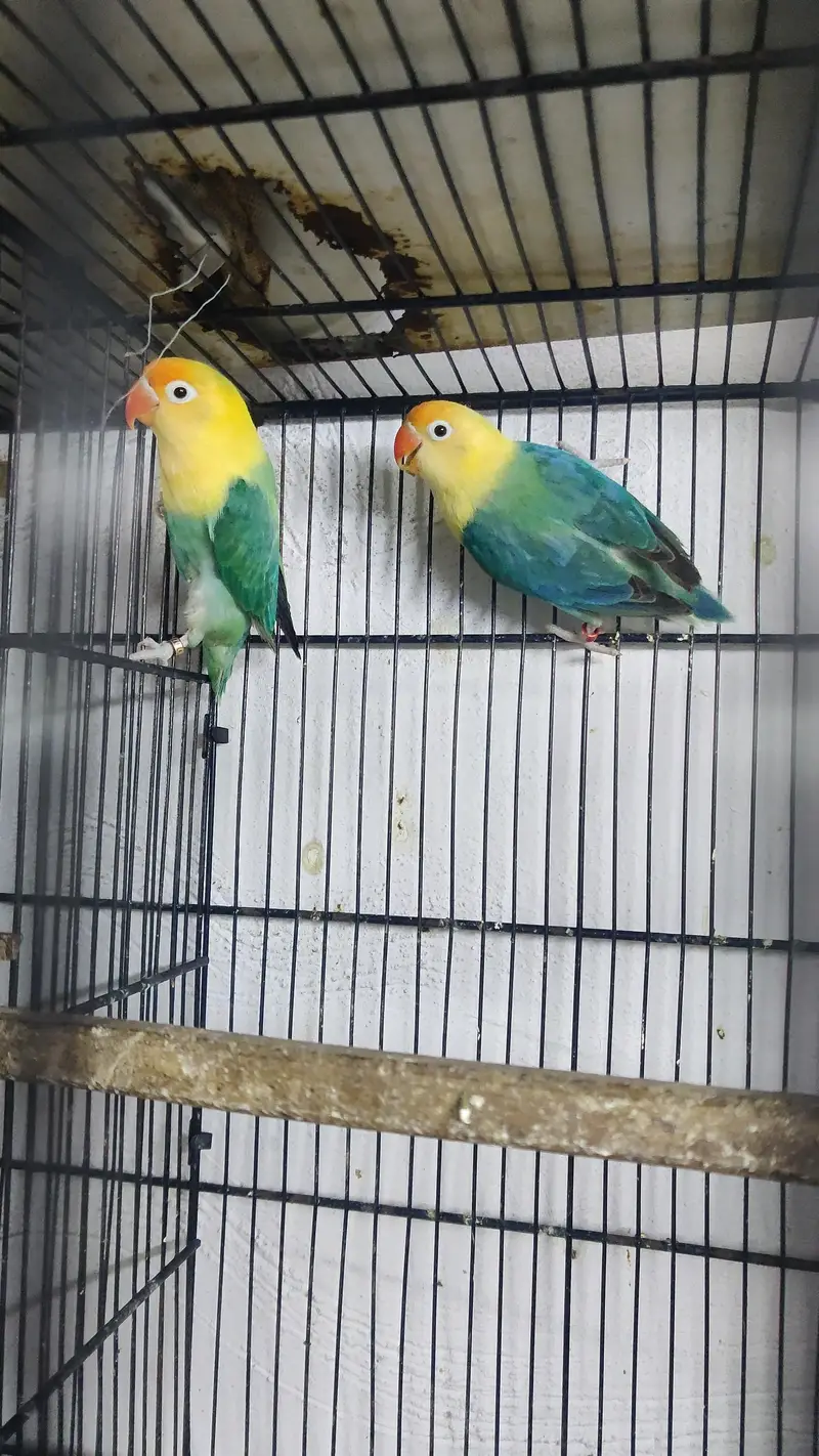 Love birds pairs — photo 5