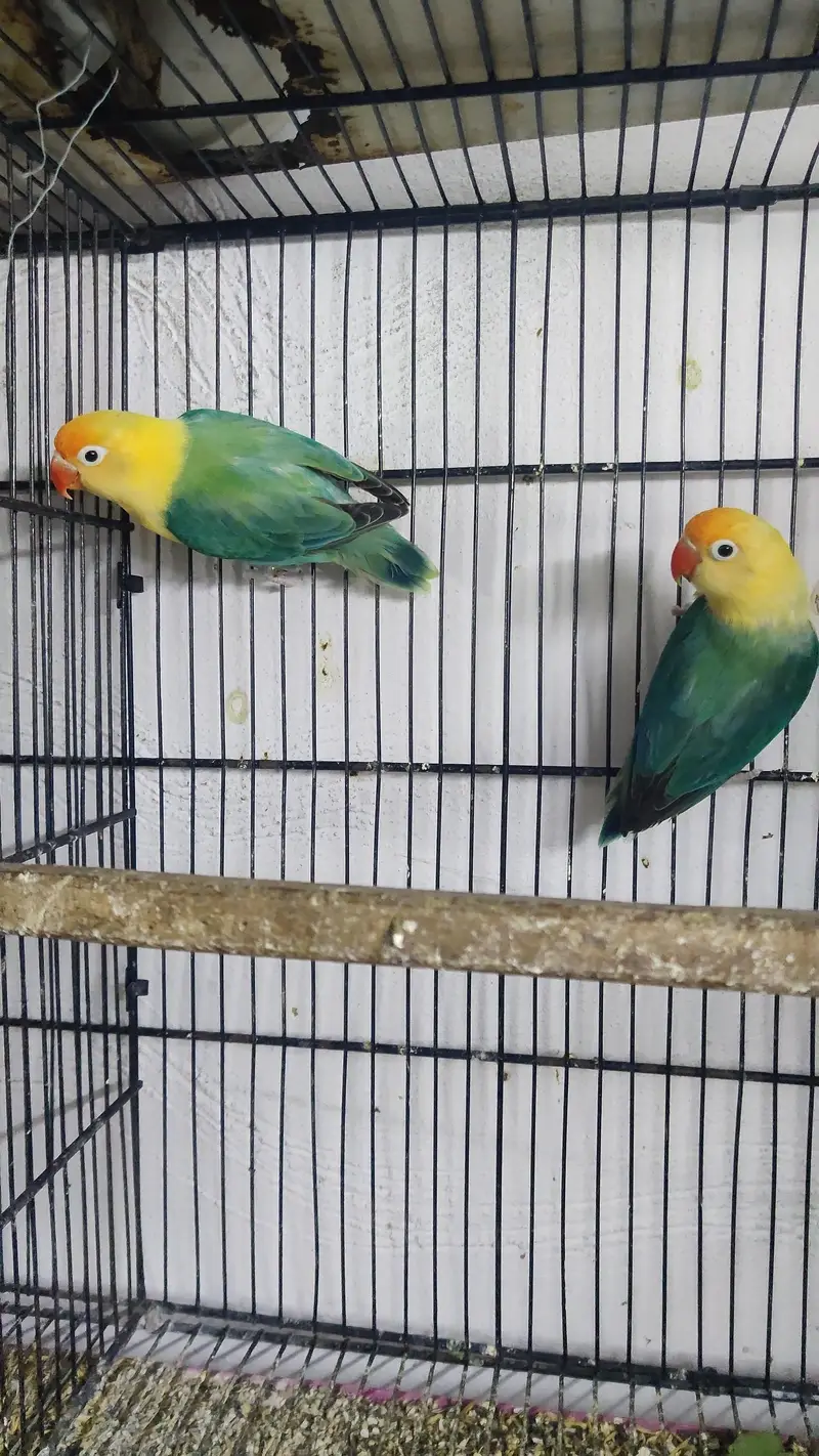Love birds pairs — photo 6
