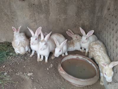 white rabbit red eyes