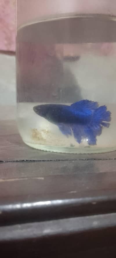 Faisalabad mein hai beta fish 