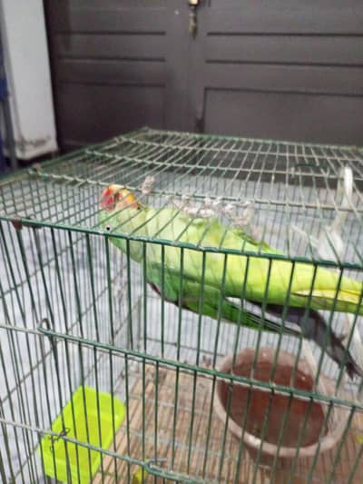 female Pahari parrot