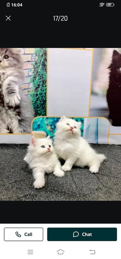 Persian cat Faisal male or female my WhatsApp 0331=43=72=136