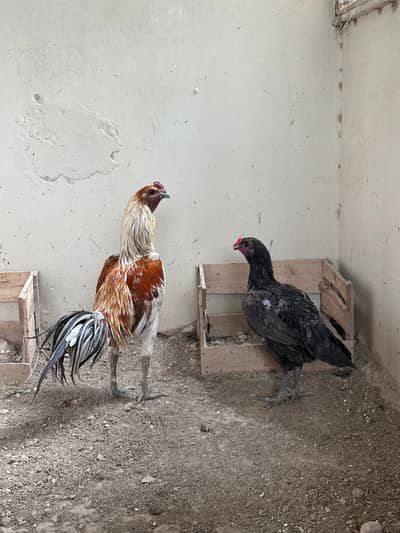 3 breeders pair available