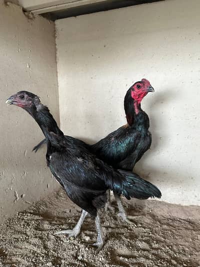 1 breeder pair available