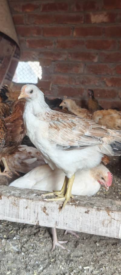 Golden misri Hen 60 to 65 Days All active