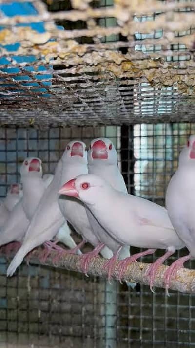 BREEDER PAIRS FOR SALE