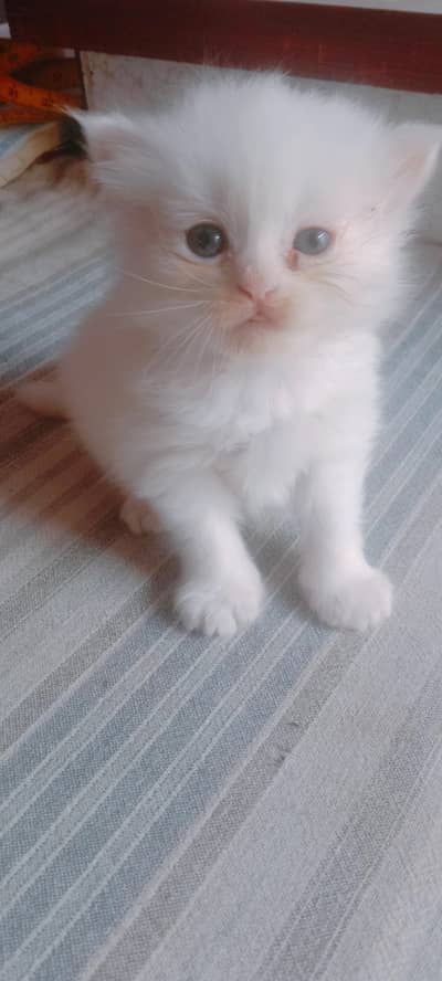 Persian Triple Cote cats baby