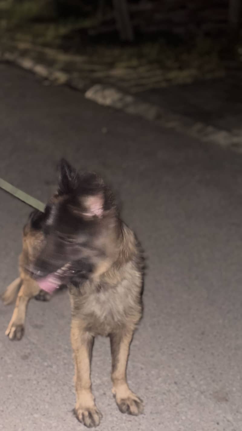 Stud dog 1