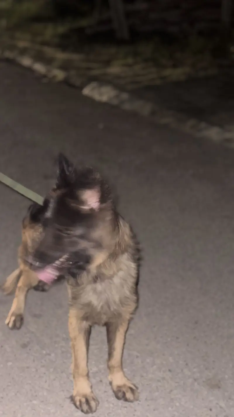 Stud dog — photo 2