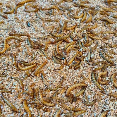 Live Larva | 1rs per piece