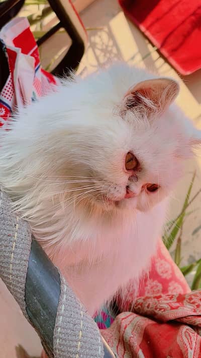 White Persian Cat for Sale
