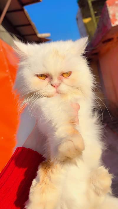 White Persian Cat for Sale