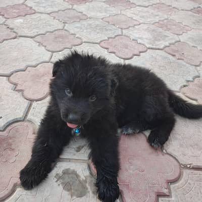 German Shepherd Puppies Black