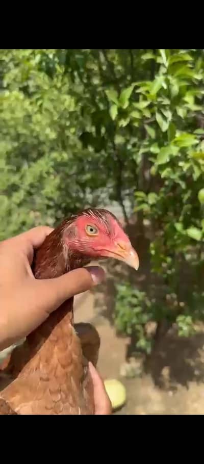 Mianwali Quality aseel murgi