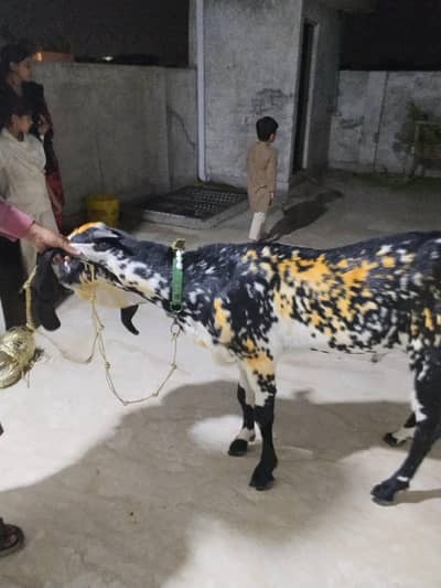 Bakra for sale sahet mand for Lahore