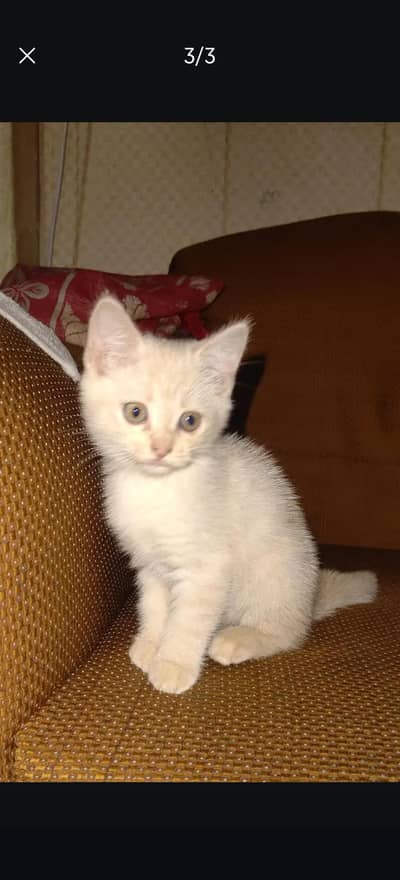 mainecoon and Persian cross