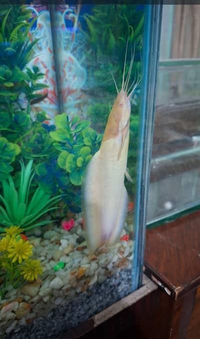 Catfish Albino and Marble Clarias and Paccu fish