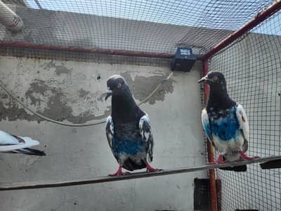 High flying pigeons for sale. 03266966686