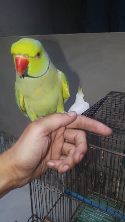 ring neck parrot