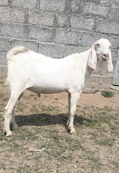 teda bakra