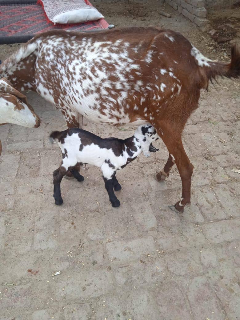 مکھی چینی بکری اور پٹھورا 1