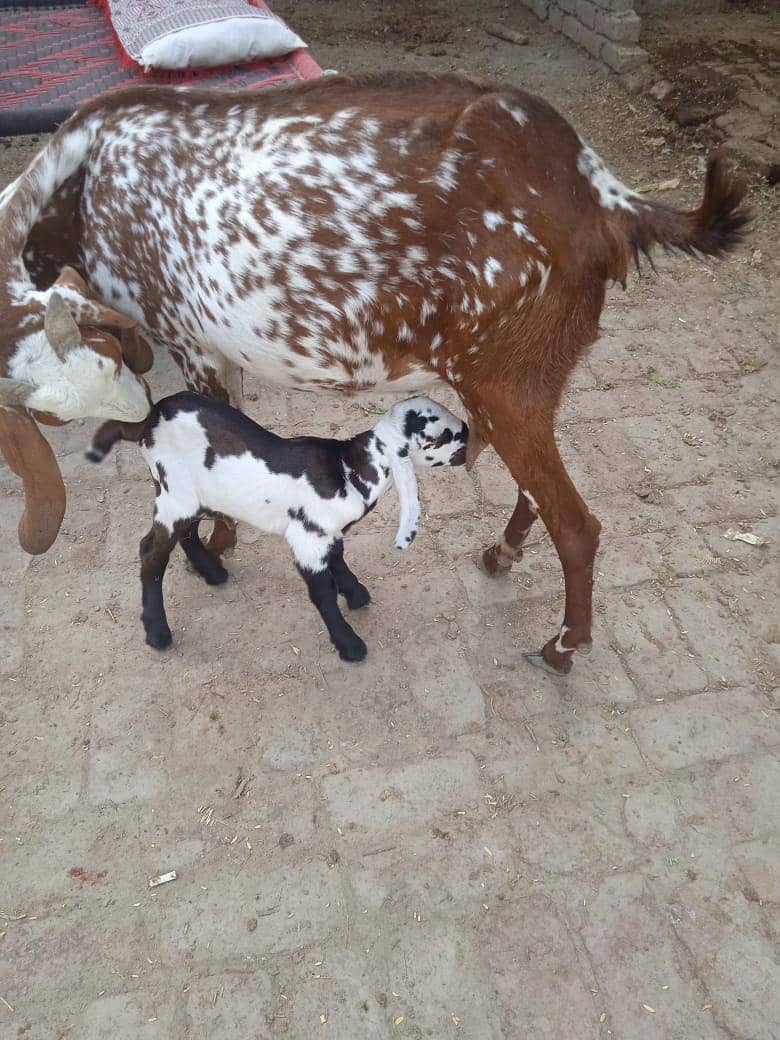 مکھی چینی بکری اور پٹھورا 2
