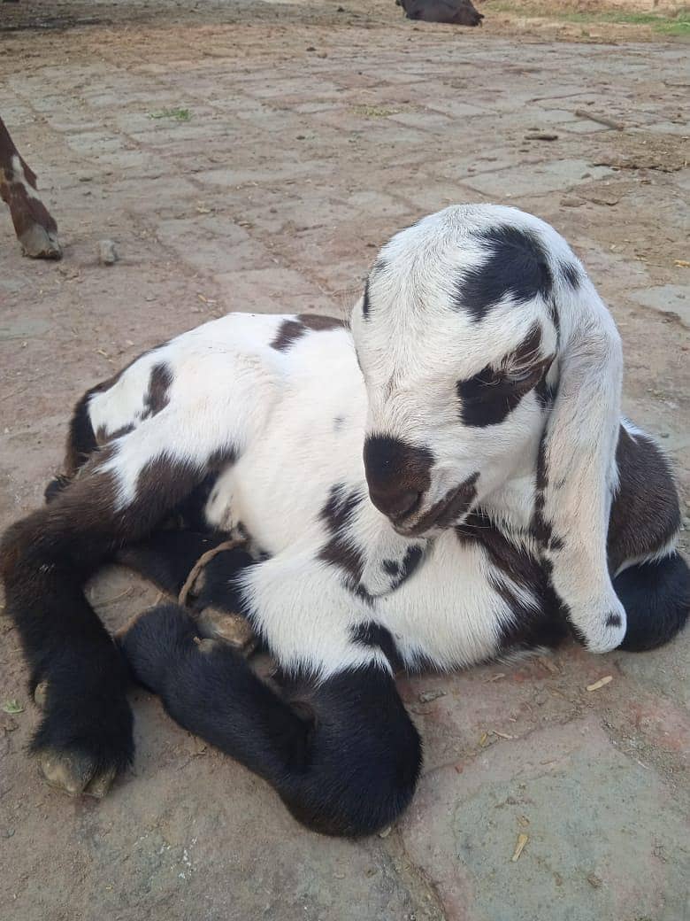 مکھی چینی بکری اور پٹھورا 4
