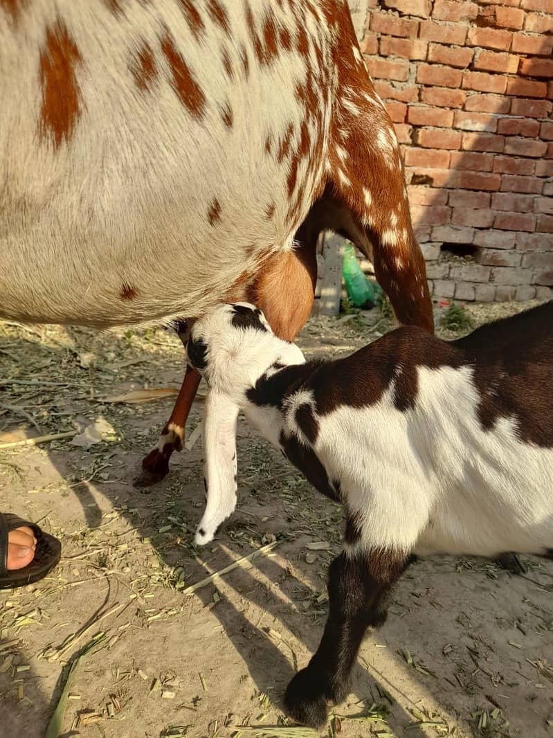 مکھی چینی بکری اور پٹھورا 7