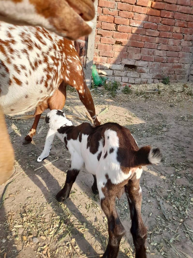 مکھی چینی بکری اور پٹھورا 8