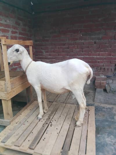 Mundri gaban sheep 2 dant m phlaa suaa sonaa h 15/20 din latii h sonym