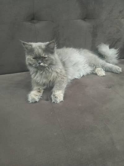 Persian grey cat