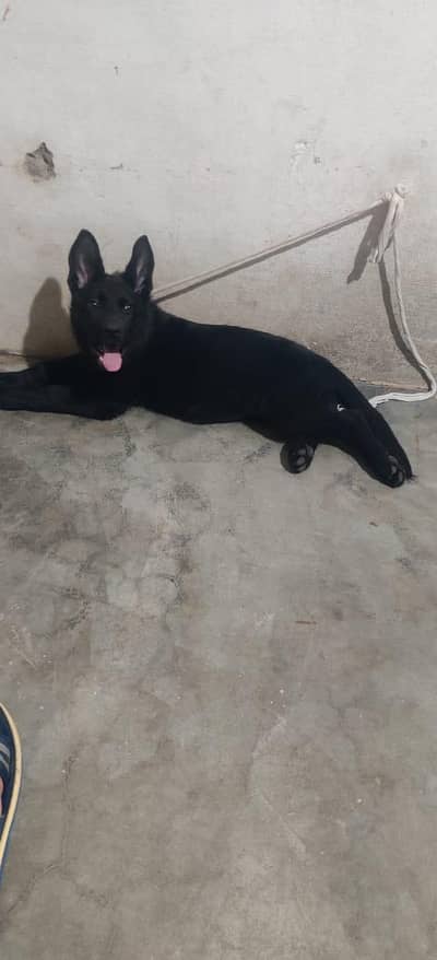 Dog For sale 