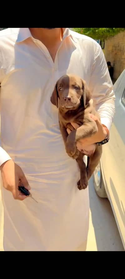 Labrador Male Puppy Chocolate brown