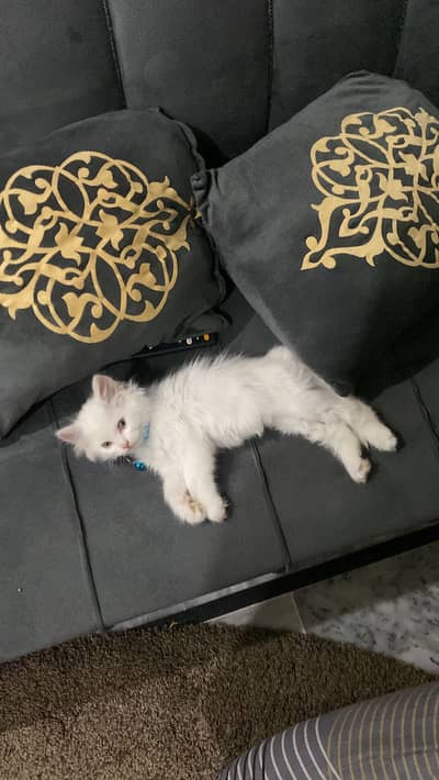 Persian White kitten