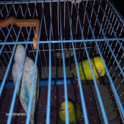 400 per pice tino male he